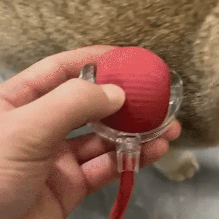Pelota Interactiva Para Gatos Con Soga